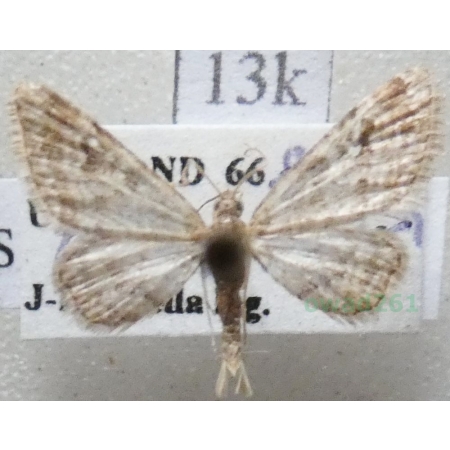 Gymnoscelis rufifasciata (Haworth, 1809) Grotniczek rudopasek Finland13k